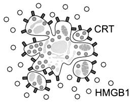 , 29 HSP7 Cross-presentation of tumor-derived antigens HMGB1 Antigen processing and presentation
