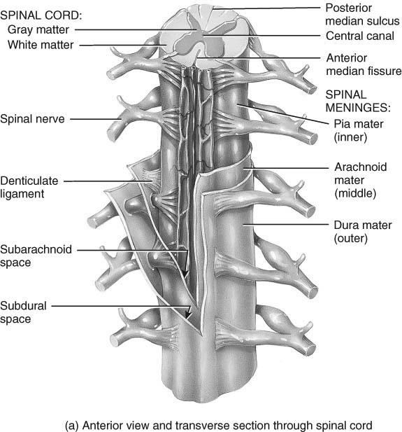 Structures Covering the Spinal Cord Applications Vertebrae Epidural space filled with fat Dura mater The subarachnoid space is between the arachnoid mater and pia mater and contains cerebrospinal