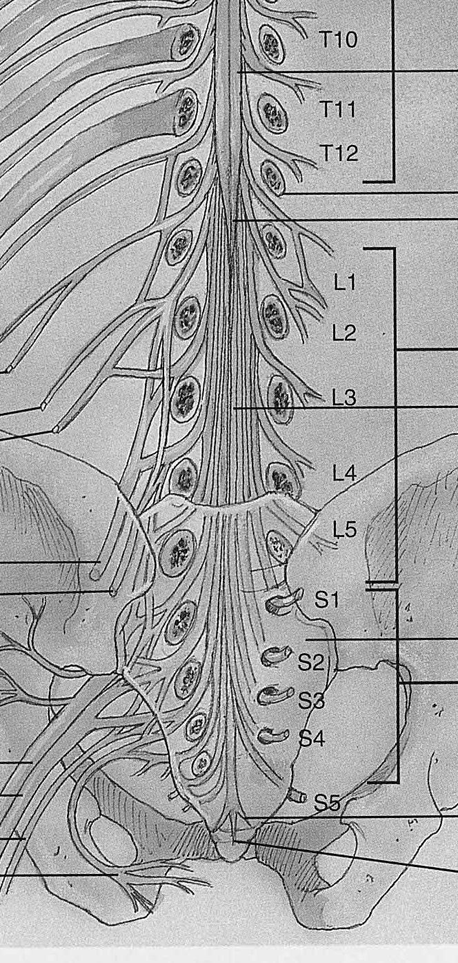 5 External Anatomy of Spinal Cord 6 Inferior End of Spinal Cord 16-18 inches long & 3/4 inch diameter In adult ends at L2 In newborn ends at L4 Growth of cord stops at age 5 Cervical & lumbar