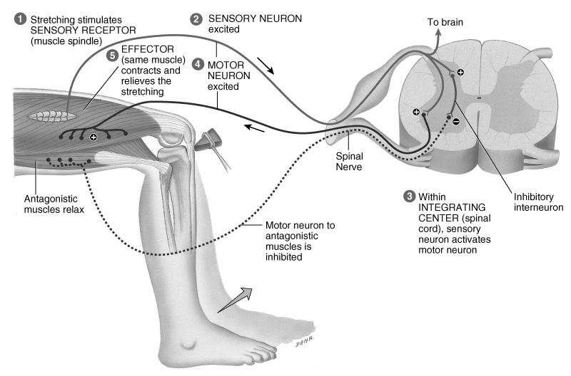 Illustration of the Stretch Reflex Clinical Considerations Checking a patient s reflexes may help to detect disorders/injury Plantar flexion reflex -- stroke the lateral margin of the sole normal