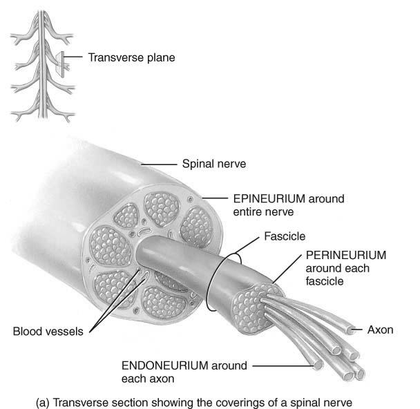 Coverings Spinal Nerves Spinal nerve axons are grouped within connective tissue sheathes 31 Pairs of spinal nerves Named & numbered by the cord level of their origin 8 pairs of cervical nerves (C1 to