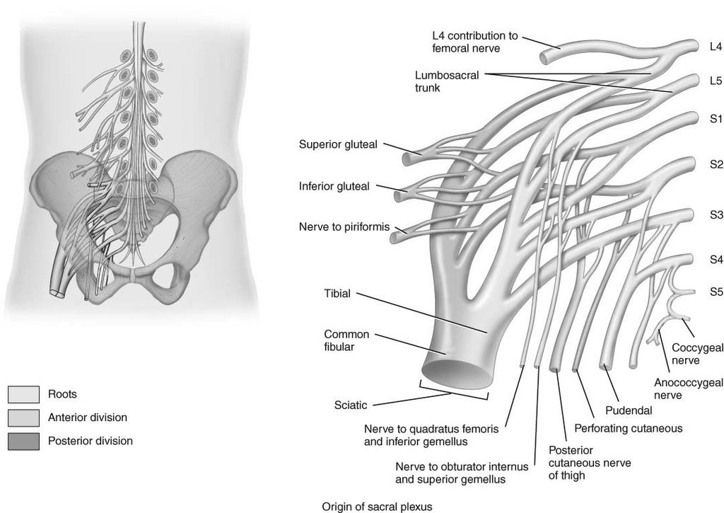 Branches of Sacral Plexus Dermatomes The skin over the entire body is supplied by spinal nerves that carry somatic sensory nerves impulses into the spinal cord All spinal nerves except C1 innervate