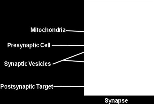 Neurotransmitter vesicles are labeled in the image. The vesicles that are identified with the letter A in the image are in the pre-synaptic cells.