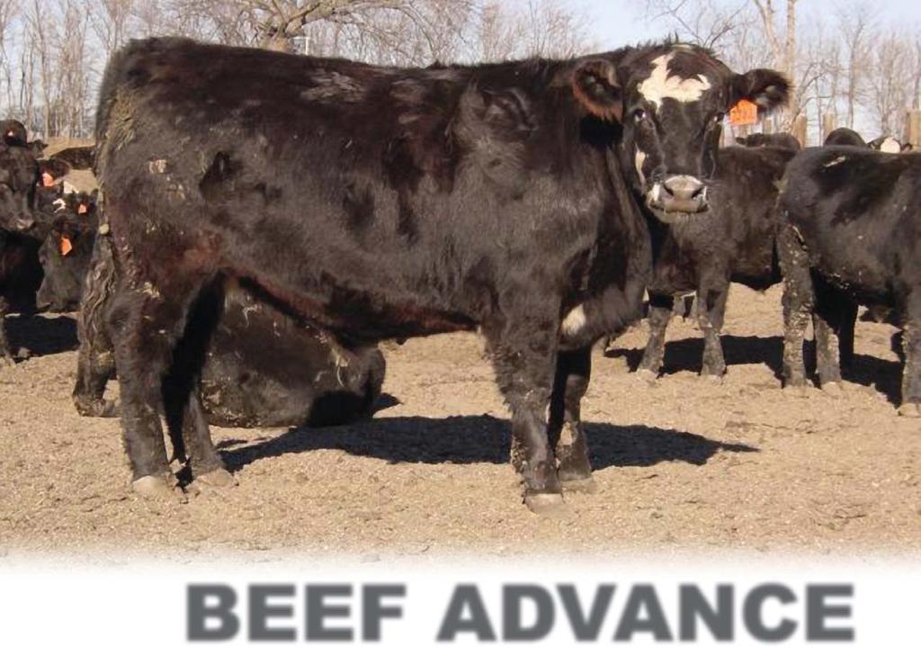 WHAT BEEF ADVANCE CAN DO FOR YOU Let us show you how prevention has proven to put much needed money back into your operation.
