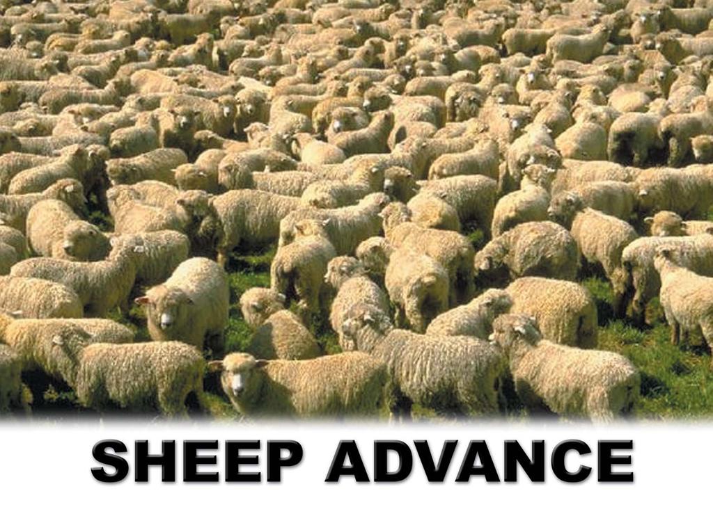SHEEP ADVANCE A MINERAL SUPPLEMENT FOR SHEEP CRUDE PROTEIN, MIN... 5.00% CRUDE FAT, MIN... 1.