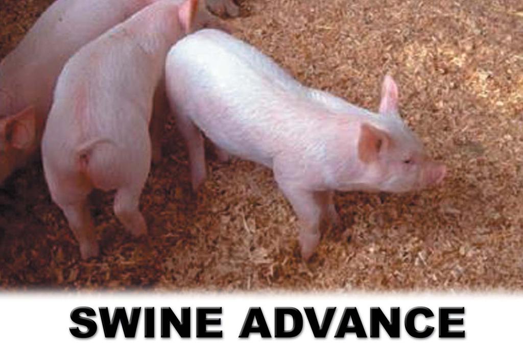 WHAT SWINE ADVANCE CAN DO FOR YOU Why our products works Swine Advance with its six sources of iron and its high level of vitamins has the essential nutrients to obtain