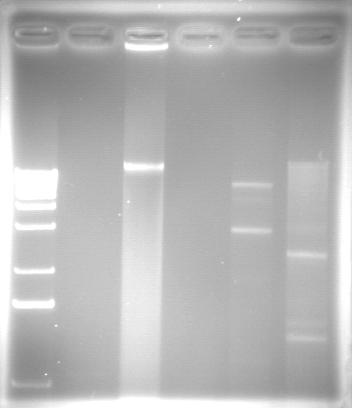 We extracted and purified double-stranded RNAs from 6 different