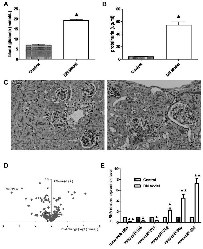 Wang et al. 495 Figure 1. Alteration of microrna (mirna) expression in mice with diabetic nephropathy (DN). (A) The blood glucose level in mice.