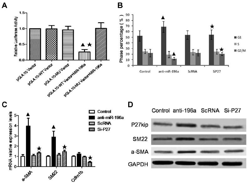 (c, d) Transfection of the microrna (mirna) scramble failed to reverse MC hypertrophy, but mir-196a mimics did instead.