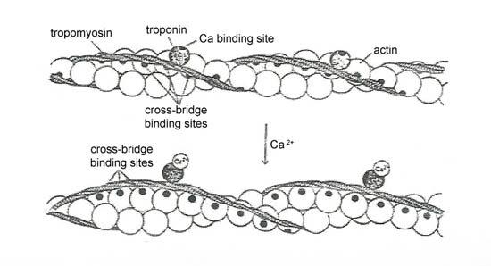 D) (slide 20) Sliding Filament Theory much supported (experimentally) hypothesis of how