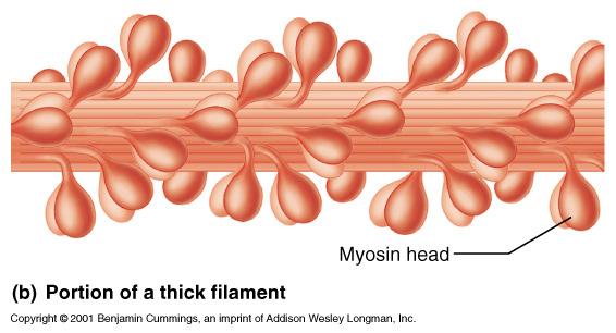 2) (slide 21) Myosin: globular protein (a) gets energy from ATP (b) myosin binds actin (c)