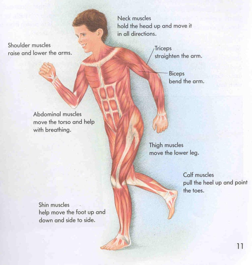 FUNCTIONS OF THE MUSCULAR SYSTEM 1.
