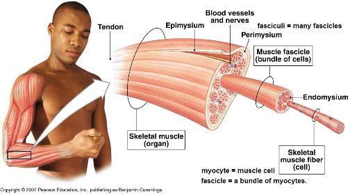 THREE TYPES OF MUSCLE TISSUE 1.