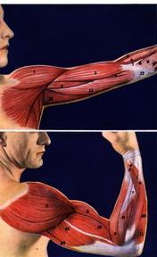 Movement You move because pairs of muscles work together a.