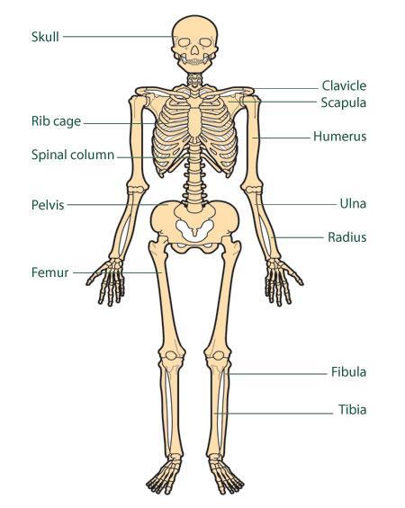 5 FUNCTIONS OF THE SKELETAL SYSTEM 1.