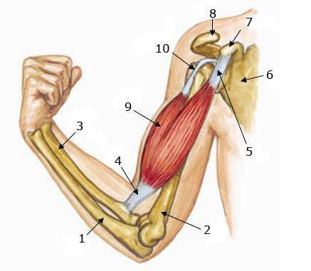 the bones Muscles are attached to