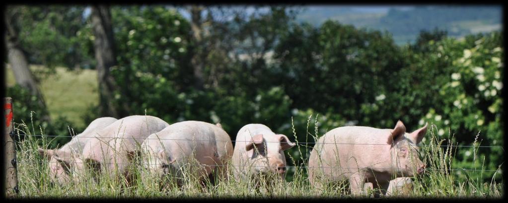 1 AARHUS FREE-RANGE GROWING PIGS - EFFECT OF FEEDING STRATEGY AND GENOTYPE ON ANIMAL