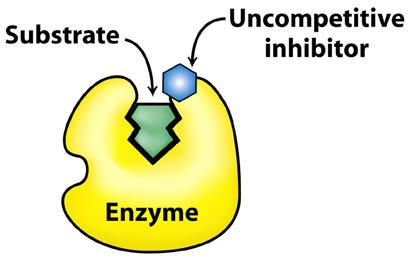 Reversible Enzyme Inhibitors, continued ES Complex Berg et al. Fig.