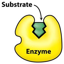 (reduces k cat ) Competitive Inhibition Enzyme can bind either substrate or inhibitor, but not both Either