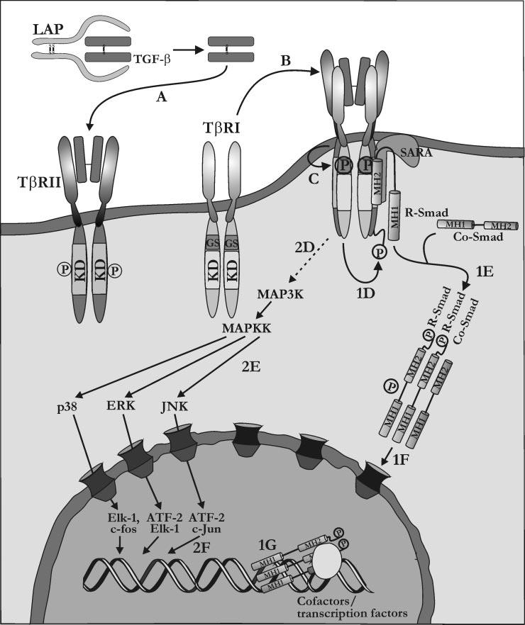 Janssens et al. TGF- 1 to the Bone Endocrine Reviews, October 2005, 26(6):743 774 747 FIG. 2. Signaling by the TGF- family members through the Smad-dependent and MAPK-dependent pathways.