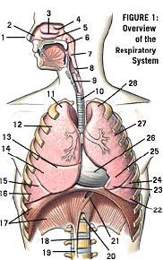 Dr. Chris Doumen Lecture 1 2402 : Anatomy/Physiology RESPIRATORY SYSTEM I nt r oduc t i on TextBook Readings Pages 830 through 845.