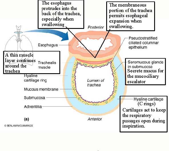 2401 : Anatomy/Physiology Page 4 of 6 Within the larynx, under the epiglottis and underneath the pharyngeal mucosae are the vocal ligaments that form the core of the true vocal cords vibrate when air