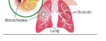 into two lobes by oblique fissure Right lung into 3 lobes by oblique and horizontal fissure Each lobe contains pyramid shaped broncho-segments separated by c.t. septa Each lung contains a total of 10