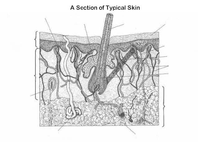 7 th Life Science Lab 24A Human Anatomy & Physiology: The Integumentary System 3 Label the diagram of the skin Procedures Part 1 - Microscope Obtain and set up your microscope.