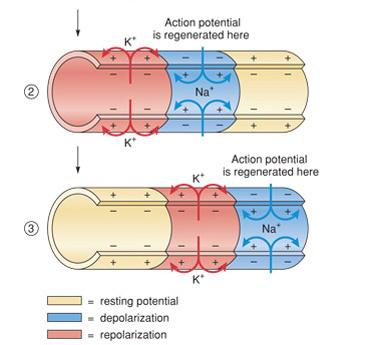 a new AP Process repeats all along axon