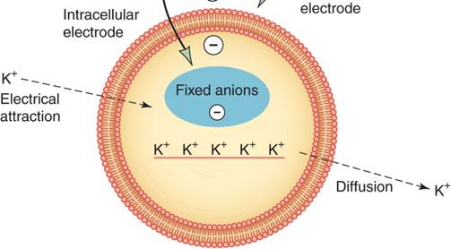 it reaches its equilibrium potential (E k ) K+ is attracted inside by trapped anions but also driven out by its concentration gradient At K+ equilibrium, electrical and diffusion forces are = and