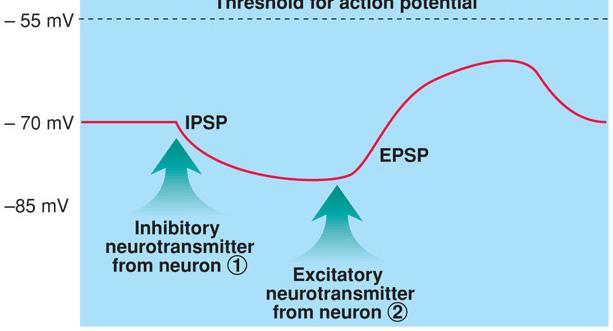 learning Postsynaptic inhibition GABA and glycine produce IPSPs IPSPs dampen EPSPs Making it harder to reach threshold Presynaptic