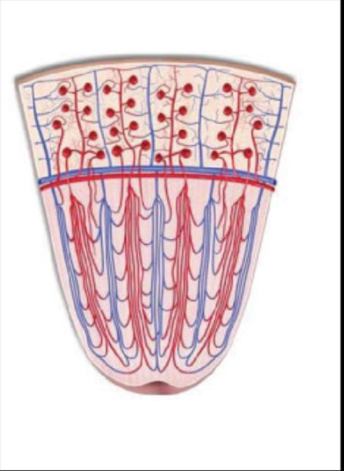 Small vessels Small vessels are intraparenchymal arteries, arterioles, capillaries, venules, and veins.