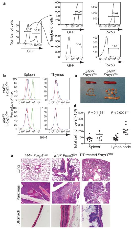 Zheng et al. Page 9 Figure 1. Ablation of IRF4 in T reg cells results in autoimmune lymphoproliferative disease a, Foxp3 Cre -mediated deletion of Irf4 is restricted to T reg cells.