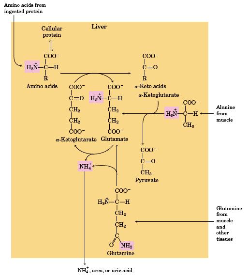 Overview of amino acids metabolization in the liver