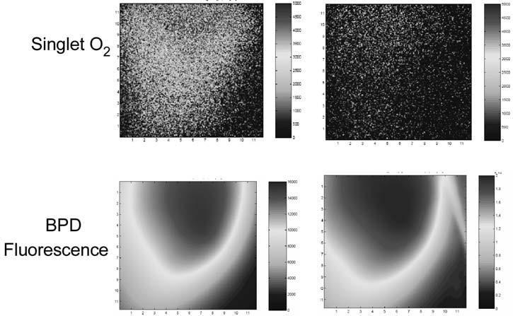 Figure 6. Images of singlet oxygen emission and BPD fluorescence in PBS solutions. The concentration of BPD for these data was 25 µm.