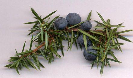 Juniper Berries Conifers Over 60 species In Northern hemisphere Leaves contain