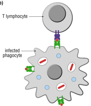 Immunity: Anatomy of the response Naïve T cells and B cells recirculate between lymph nodes, spleen, and the blood.
