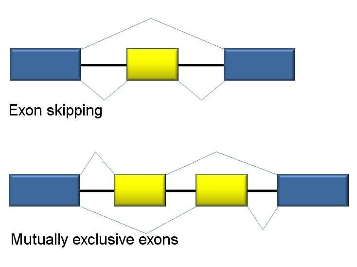 Introduction Alternative splicing A major mechanism for gene regulation and