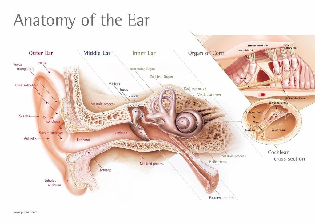 THE HUMAN EAR Most sensitive to