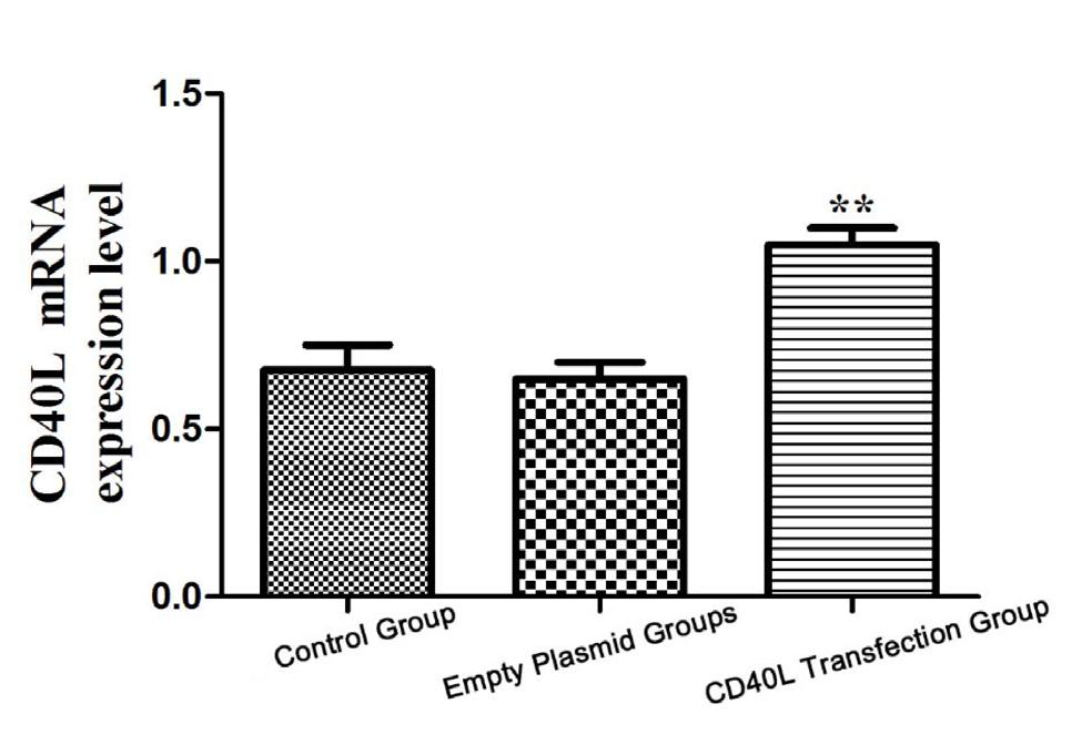 Expression of CD40/CD40L in colon cancer 897 The effect of CD40L gene transfection on CD40L mrna level in SW48 colon cancer cells The level of CD40L mrna in cells transfected with the CD40L gene was