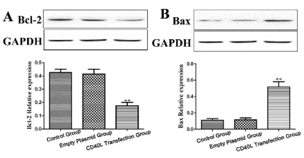 significantly decreased (p<0.01) in the experimental group compared with the control and empty plasmid groups (Figure 5).