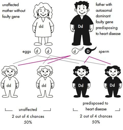 If an individual has one faulty LDLR gene copy and the other partner LDLR gene copy is working, they are carriers of the faulty LDLR gene: they are unaffected genetic carriers for FH.