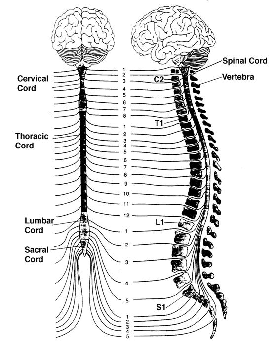 receptors conduct information rapidly. Small unmyelinated nerves from the free nerve endings conduct information slowly. 10.3. OTHER SOMATOSENSORY MODALITIES 10.3.1. Proprioception Proprioception refers to the sense of body position.