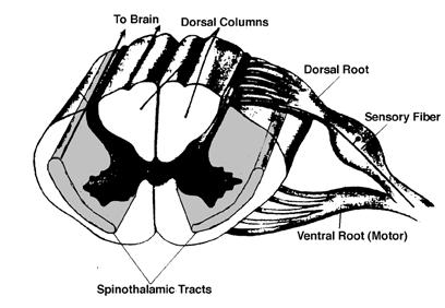 Figure 10-11. Cross section of the spinal cord showing the dorsal root ganglion, dorsal columns and spinothalamic tracts. Figure 10-12.