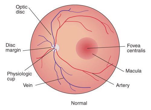 Structures of the eyes Internal structures 3.