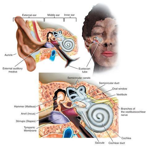 Structures of the ears External ear Middle ear- Also known as the tympanic cavity Inner