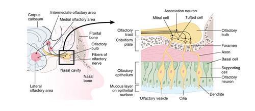 Structures of the nose Olfactory area 3.