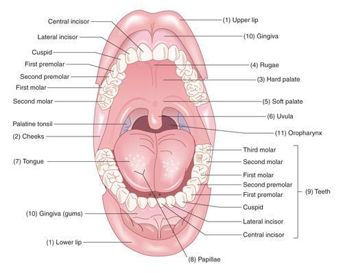 Structures of the tongue 3.