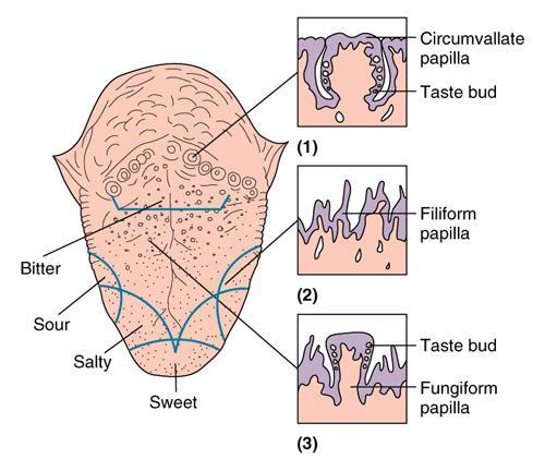 Structures of the tongue Taste receptors Also known as gustatory