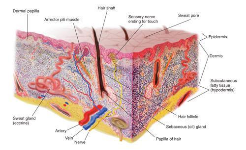 Structures of the skin Epidermis layer Dermis layer Subcutaneous layer Touch receptors Tactile corpuscles